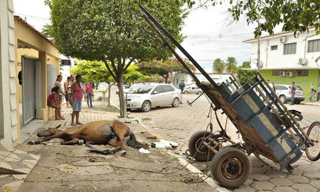 Égua morreu após ataque feroz de cachorro da raça pit bull
Foto:Diário Online