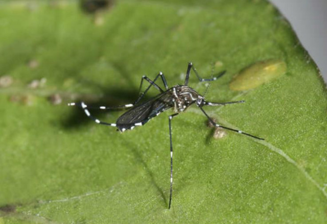 Brasil registra 802 mil casos prováveis de dengue este ano O estado do Mato Grosso do Sul está entre os que tiveram maior incidência do vírus, com 825,9 casos (Foto: Divulgação)