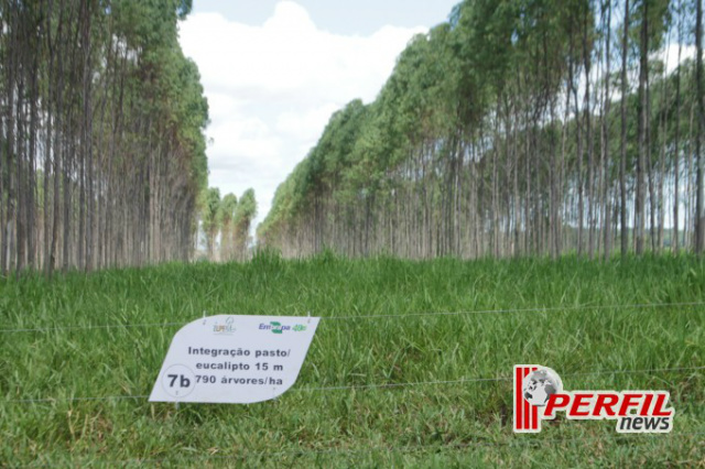 Em 40 meses de atividades, Eldorado atinge marca mundial de produção de celulose Em área onde cultivava pasto para alimentar o gado, o eucalipto avançou se tornando a principal atividade econômica da região. Em algumas propriedades, ainda predomina o consórcio silvipastoril (Foto: Ricardo Ojeda/Arquivo)