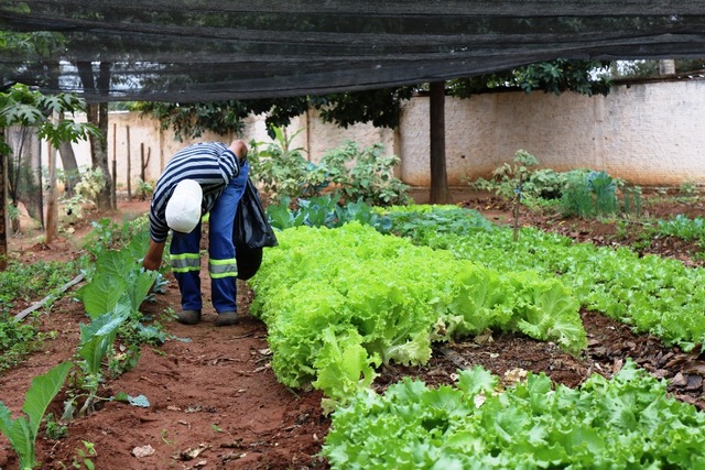 Produção da horta do Centro Pop é distribuída aos serviços de acolhimento da Prefeitura Produção de verduras e hortaliças no Centro Pop. Foto: Divulgação