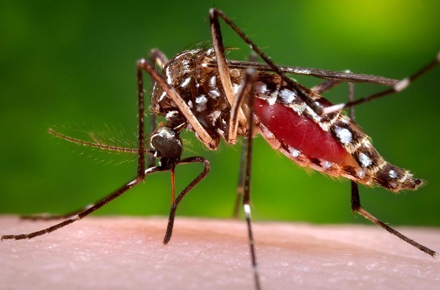 Menino de 11 anos morre com dengue hemorrágica em Dourados
