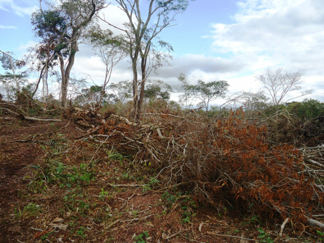 O desmatamento chega a uma área de 12,8 hectares (Foto: Divulgação/PMA)
