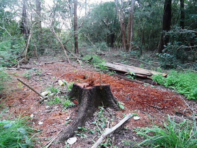 Estavam sendo exploradas madeiras das espécies Ipê e Angico também sem autorização (Foto: Divulgação/PMA)