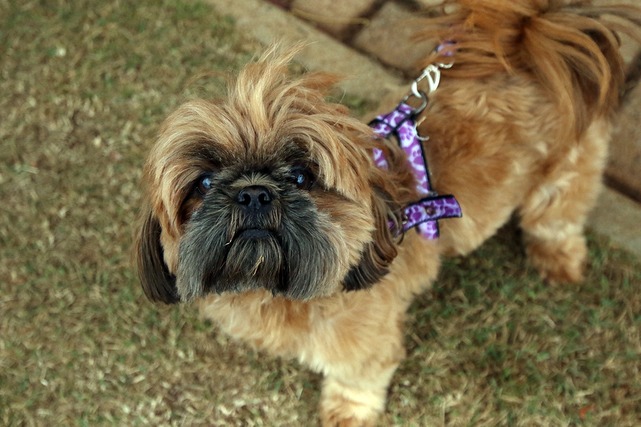 Além de reduzir a população de cães na rua, a castração é a melhor forma de prevenir doenças como a piometra em fêmeas e a formação de tumores nos testículos e próstata nos machos. Foto: Divulgação