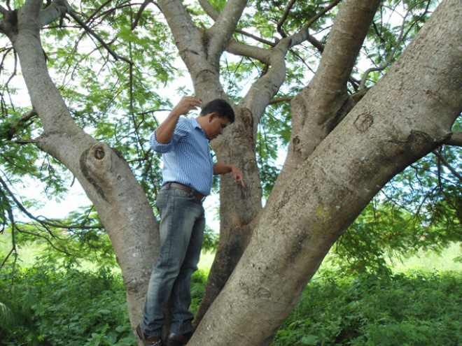 Árvores também podem ser criadouros do mosquito da dengue 
Foto: Assessoria de Imprensa 