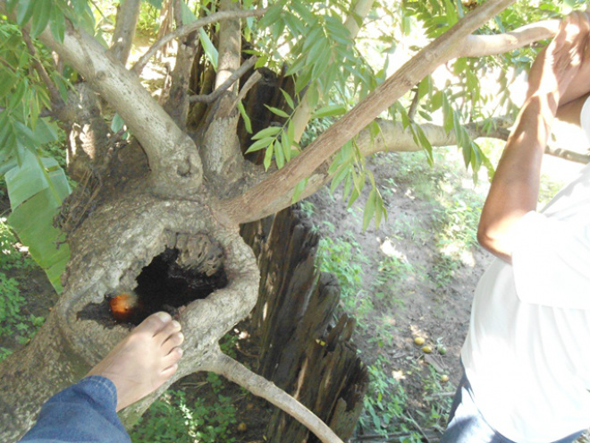Foram encontradas as cavidades nas árvores e constatada a existência de criadouros
Foto: Assessoria de Imprensa
