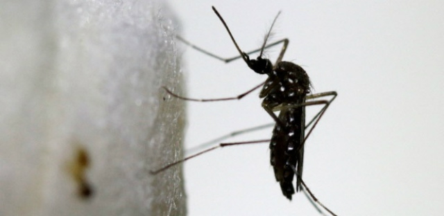 Apesar da alta de registros de dengue neste ano no País, o número de pessoas que desenvolveram a forma grave da doença é menor do que o de 2015 (Foto: Josue Decavele/ Reuters)