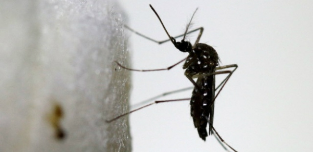 Dengue já é epidêmica em 12 Estados e no DF Apesar da alta de registros de dengue neste ano no País, o número de pessoas que desenvolveram a forma grave da doença é menor do que o de 2015 (Foto: Josue Decavele/ Reuters)