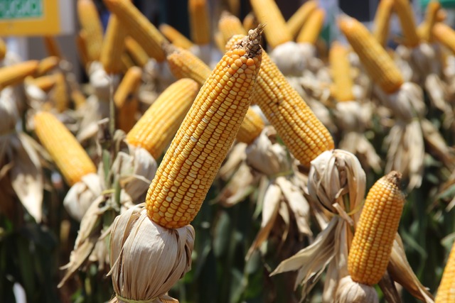 Prorrogado prazo para cadastramento de áreas para plantio de milho em Mato Grosso do Sul Texto e foto: Kelly Ventorim, Secretaria de Estado de Meio Ambiente, Desenvolvimento Econômico, Produção e Agricultura Familiar (Semagro)