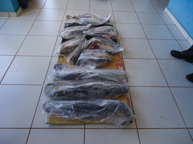 52 kg de pescado transportados ilegalmente que foram apreendidos pela Polícia Militar Ambiental de Três Lagoas (Foto: Assessoria)