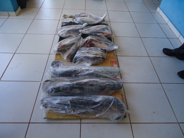 PMA apreende 52 kg de pescado ilegal e autua infrator em R$ 3 mil 52 kg de pescado transportados ilegalmente que foram apreendidos pela Polícia Militar Ambiental de Três Lagoas (Foto: Assessoria)