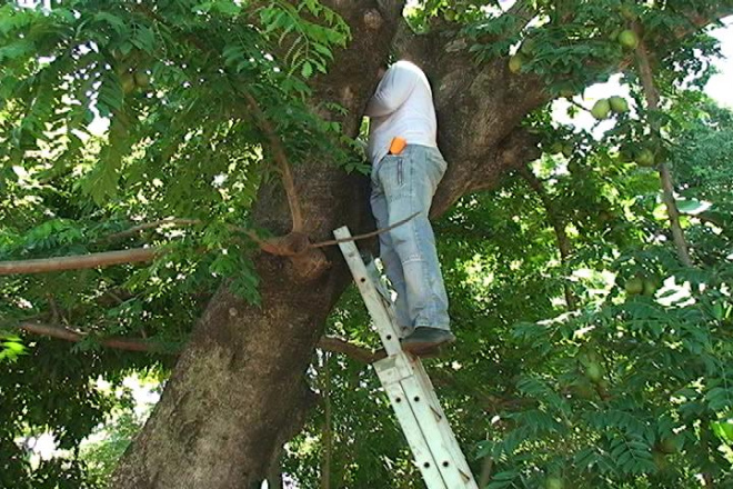 Agentes de de controle de Endemias realizam vistorias diárias nas árvores da cidade
Foto: Rafael Furlan