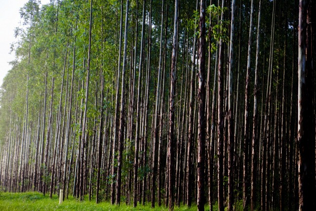 Florestas plantadas da Fibria têm até monitoramento por câmeras para reconhecimento de fauna e prevenção de incêndios. Foto: Divulgação.