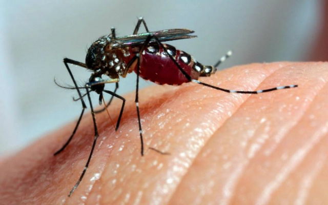 O mosquito Aedes Aegypti é um dos transmissores da Chikungunya, dengue e Zika Vírus. (Foto: Divulgação)
