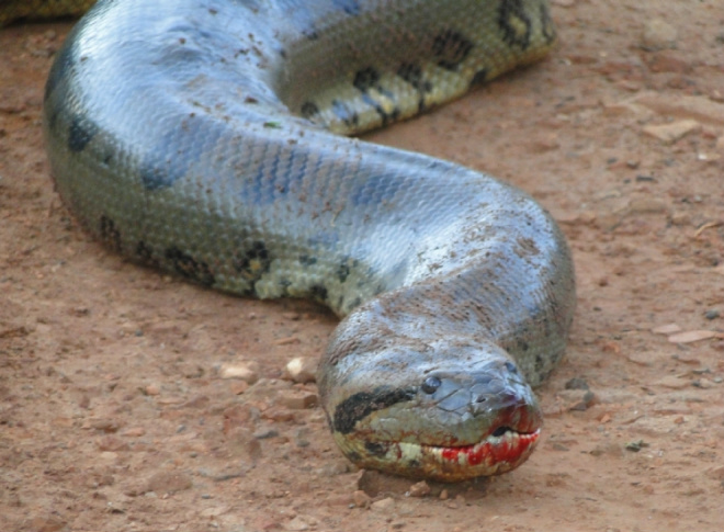 Dono salva cachorro atacado por sucuri com mais de quatro metros de comprimento Cobra foi solta em uma fazenda próxima ao Rio Coxim
Foto: Suzana Vanessa / Idest