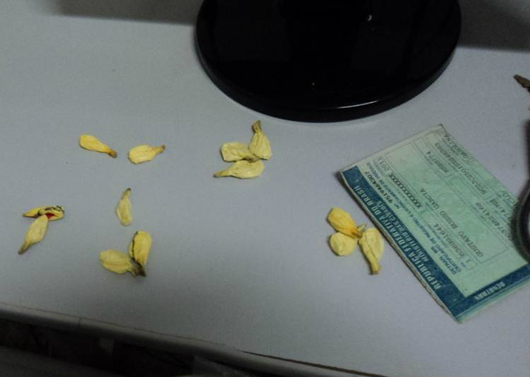 Durante prisão de traficante clientes não param de ligar A droga que seria comercializada foi apreendida pela PM
Foto: Assessoria de Imprensa