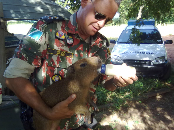 Filhote de capivara foi encontrado ao lado de sua mãe morta as margens de uma rodovia
Foto: Assessoria de Comunicação