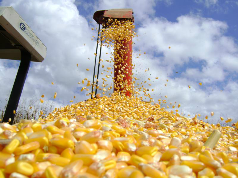 Exportações de milho deixam setor de proteínas em alerta
Agrolink. (Foto: Divulgação)
