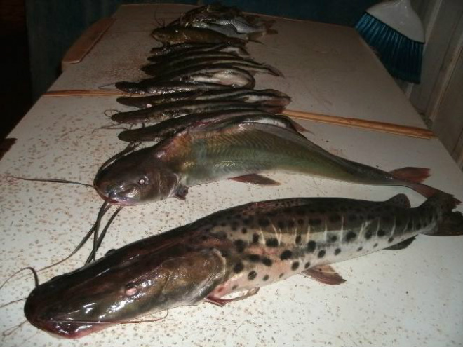 Pescador é preso no rio Ivinhema Pescado apreendido durante fiscalização
Foto: PMA