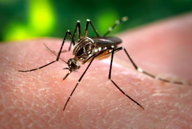 Ministério da Saúde repassa R$ 30,4 milhões de recurso extra para combate ao Aedes Em 2017, até 02 de setembro, foram notificados 219.040 casos prováveis de dengue em todo o país, uma redução de 84,8% em relação ao mesmo período de 2016 (1.442.208). (Arquivo/Perfil News)