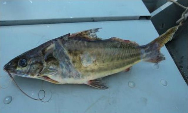 Exemplar de peixe da espécie mandi com sinais de captura pelas redes apreendidas pela PMA (Foto: Assessoria)