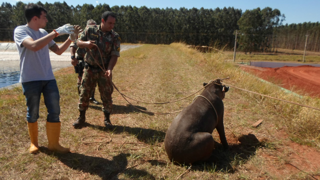 As antas foram capturadas pelos policiais Militares Ambientais de Três Lagoas e militares do Corpo de Bombeiros (Foto: Assessoria)