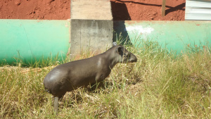 PMA autua em R$ 6 mil empresa onde duas antas foram capturadas em estação de tratamento de efluentes Um dos animais sofreu ferimentos nos olhos e foi encaminhado ao Centro de Reabilitação de Animais Silvestres (CRAS) da Capital (Foto: Assessoria)