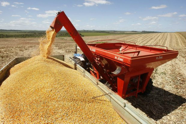 Safra de grãos cai 2,5% e deve ficar em 202,4 milhões de toneladas, estima Conab A redução da produtividade de soja e milho influenciou a queda da estimativa da Conab para a safra 2015/2016.(Foto: EBC)