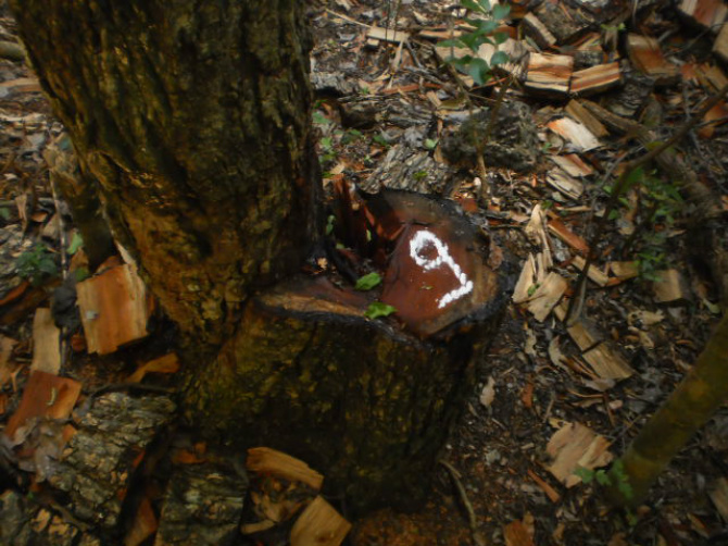 PMA autua fazendeiro em R$ 6,5 mil por exploração ilegal de madeira de lei. (Foto: Assessoria)