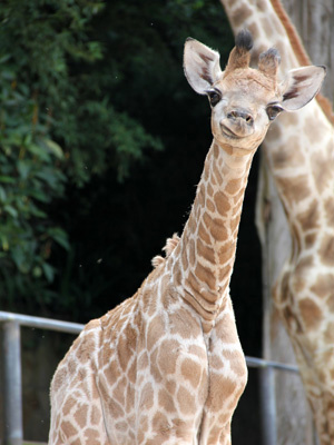 Zoológico de SP fará votação para escolher nome de filhote de girafa
