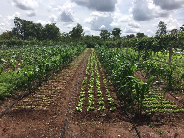 Secretário de Meio Ambiente e agricultores de Três Lagoas visitam CEASA de Campo Grande