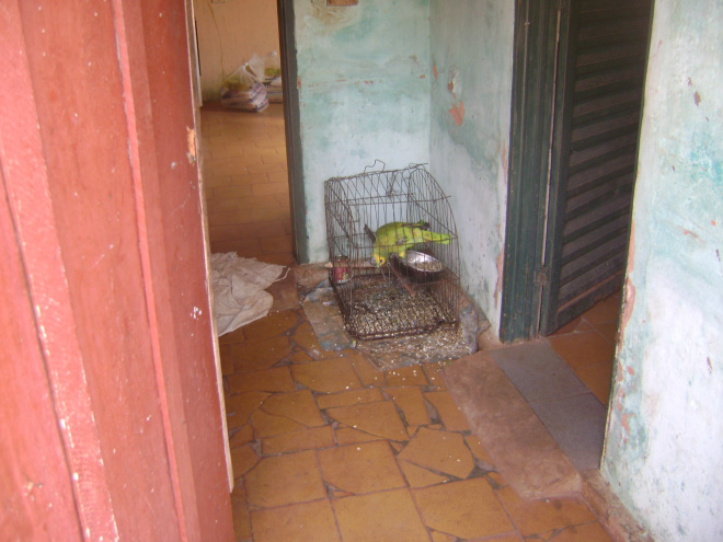 PMA apreende papagaio que recebia maus tratos em Cassilândia
Foto: Assessoria de Comunicação