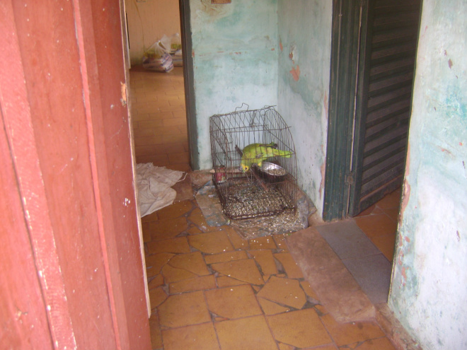 PMA apreende papagaio que recebia maus tratos em Cassilândia PMA apreende papagaio que recebia maus tratos em Cassilândia
Foto: Assessoria de Comunicação
