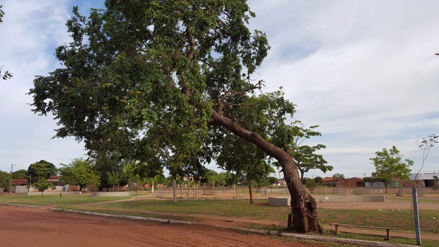 SEMEA remove e substitui árvores condenadas no Jardim Oiti e no Centro de Três Lagoas Três árvores foram substituídas por sete novas mudas de diferentes espécies. (Foto: Secom Três Lagoas)