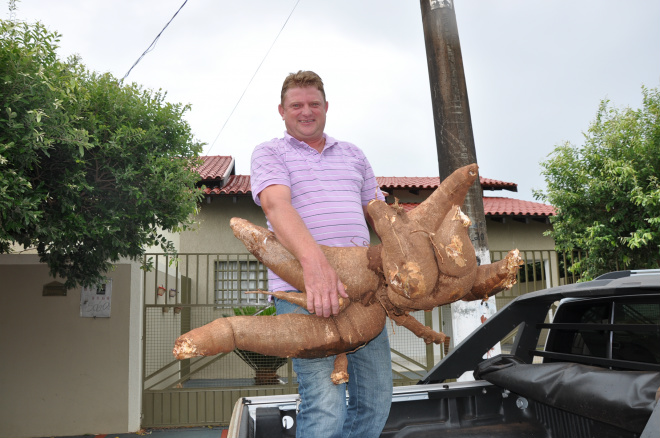 Produtor colhe pé de mandioca com 52 quilos
Foto: MS Cidades