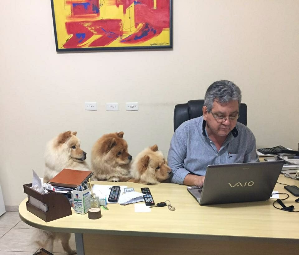 Ter um cachorro diminui risco de doenças cardiovasculares, comprova estudo Jornalista Ricardo Ojeda, diretor do Perfil News, com seus três cães da raça chow chow. (Foto: Perfil News - Arquivo).
