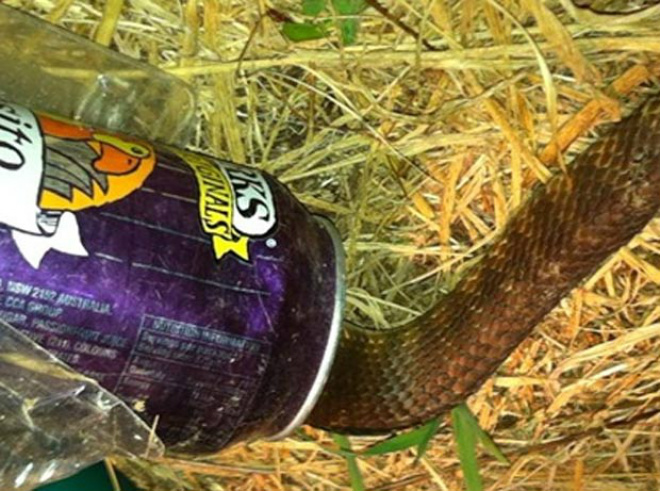 Cobra foi encontrada presa em uma lata de refrigerante.
Foto: Reprodução