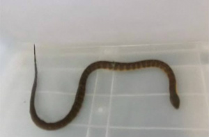 Cobra venenosa é encontrada presa em lata de refrigerante na Austrália