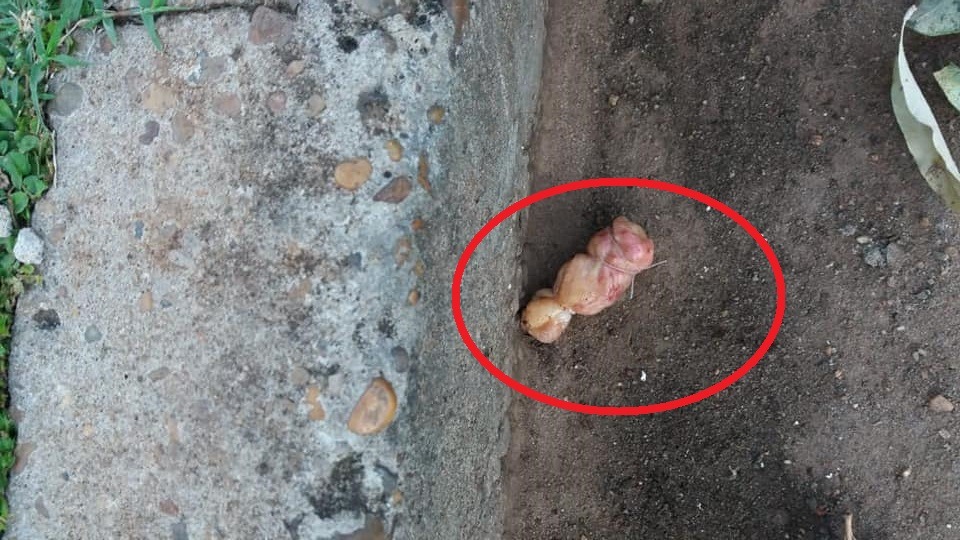 Para matar cães e gatos, desconhecido espalha carnes com veneno por bairro de Três Lagoas Trouxinha de carne com veneno encontrada nesta segunda-feira (27). (Foto: Arquivo pessoal).