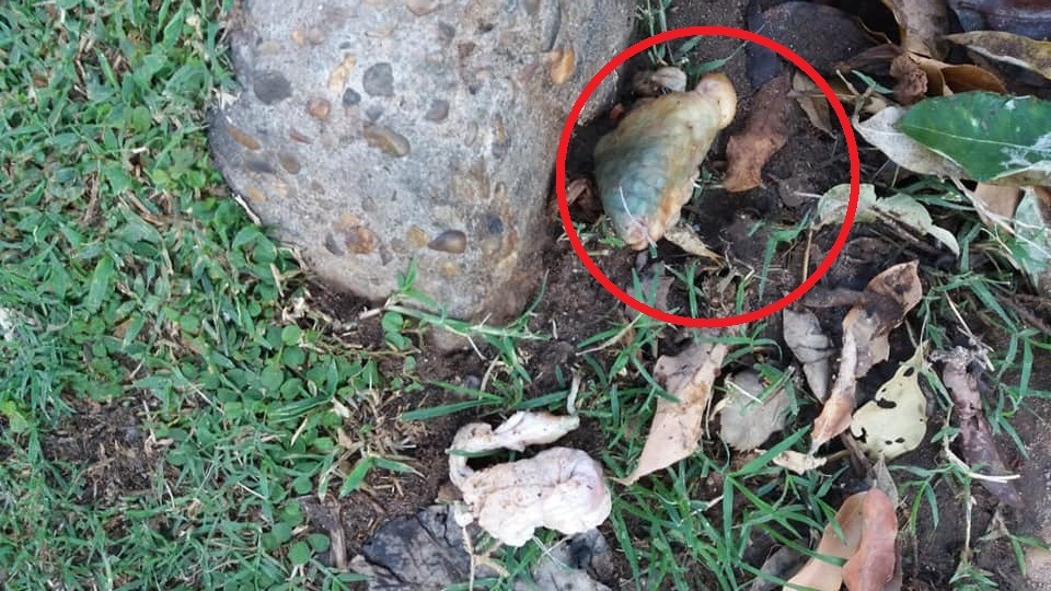 Para matar cães e gatos, desconhecido espalha carnes com veneno por bairro de Três Lagoas (Foto: Arquivo pessoal).
