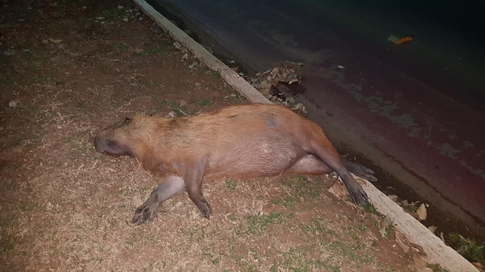 Só na semana passada, duas capivaras morrem atropeladas na zona urbana de Três Lagoas. (Foto: Ricardo Ojeda/Perfil news). 
