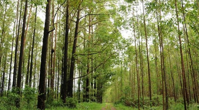 Câmara Setorial de Florestas de MS trabalha na atualização do Plano Florestal Foto: Divulgação