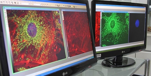 Vírus geneticamente modificado combate câncer de próstata Em estudo com camundongos, terapia gênica desenvolvida pela equipe de Bryan Strauss no Icesp, com apoio da FAPESP, consegue matar células cancerígenas e ainda evitar efeitos adversos quando combinada com quimioterapia (foto: Marcos Santos / USP Imagens)