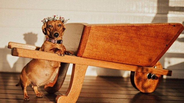 Cachorrinha grávida vira sucesso ao posar para ensaio Ensaio pet pela fotógrafa australiana Foto: Vicki Miller Photography/Facebook