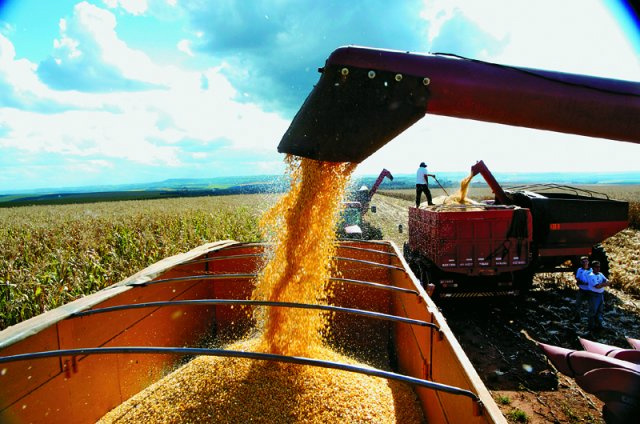 A soja, que junto com o milho compõe mais de 80% do volume de grãos, deve ter sua produção reduzida em 8,7%. (Foto: Arquivo)
