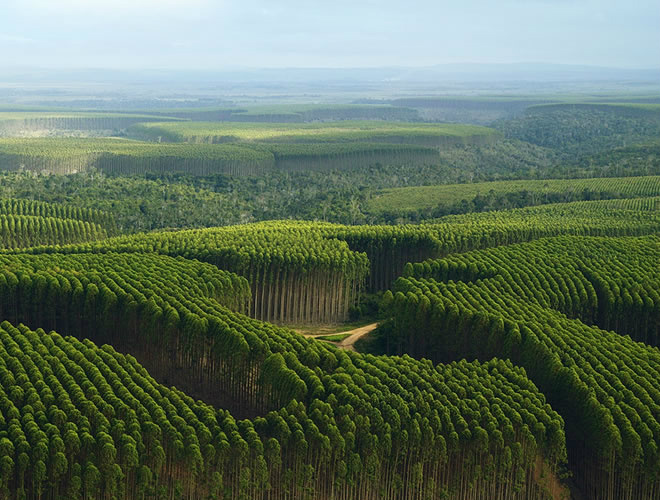WWF e Fibria promovem debate sobre plantações de nova geração Plantação de eucalipto. (Foto: Cdentro de Inteligência em Florestas)