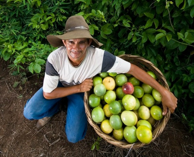 Mato Grosso do Sul vai expor maracujá orgânico em feira nos EUA Produtores da agricultura familiar entram no mercado externo. (Foto: Divulgação/MDA)