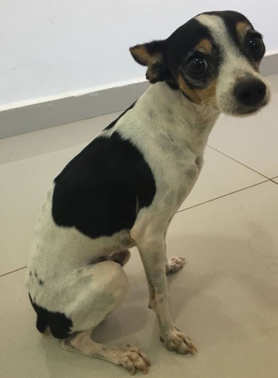 Cão 'Snoop' inspirou o nome Bacon Light. (Foto: Arquivo pessoal). 