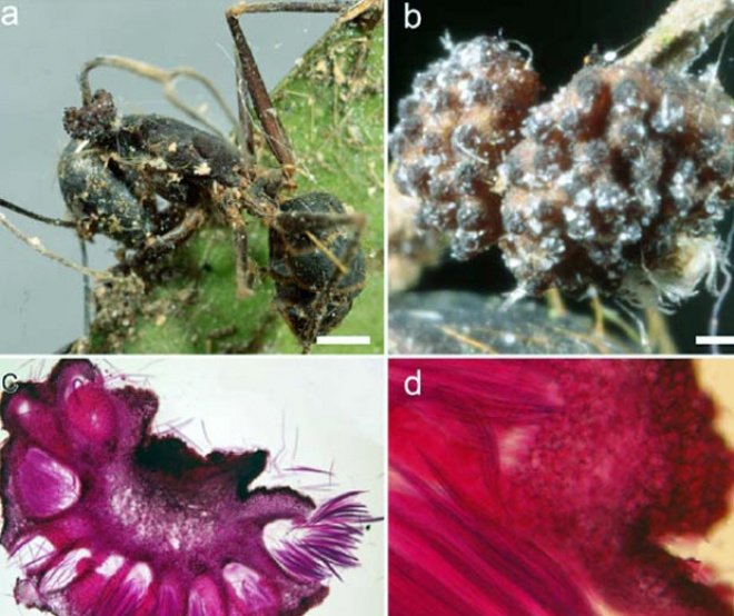 Imagens mostram ação do fungo nas formigas. (Foto: Harry Evans e David Hughes/ PLoS One/ Divulgação)