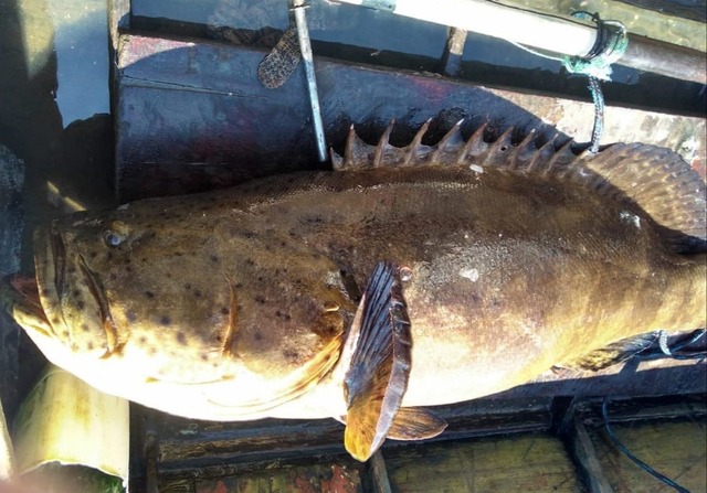 Peixe raro e quase extinto é achado em barco no acesso ao Porto de Santos Mero já estava morto quando foi encontrado por policiais em Santos (Foto: G1 Santos)